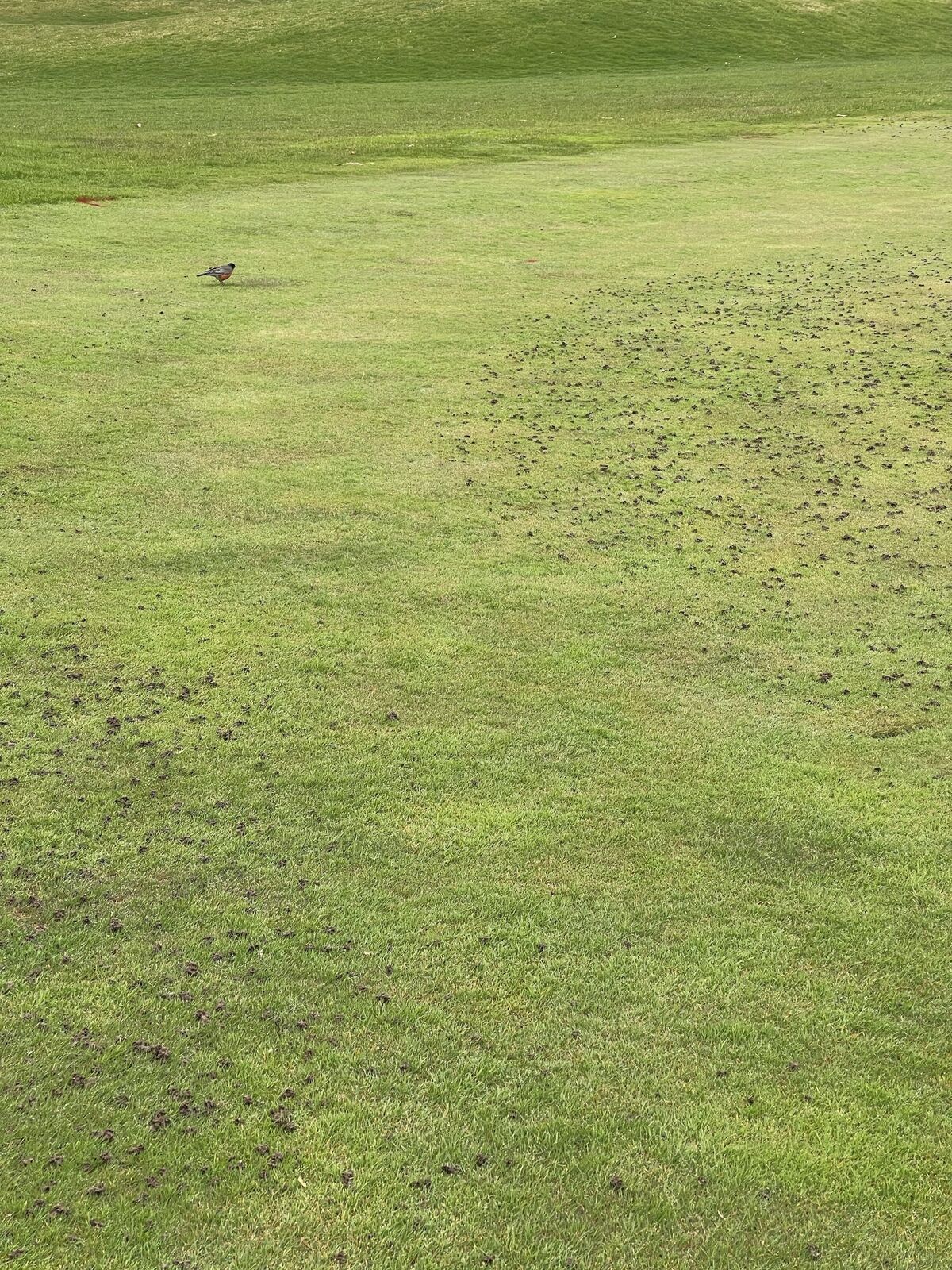 golf image